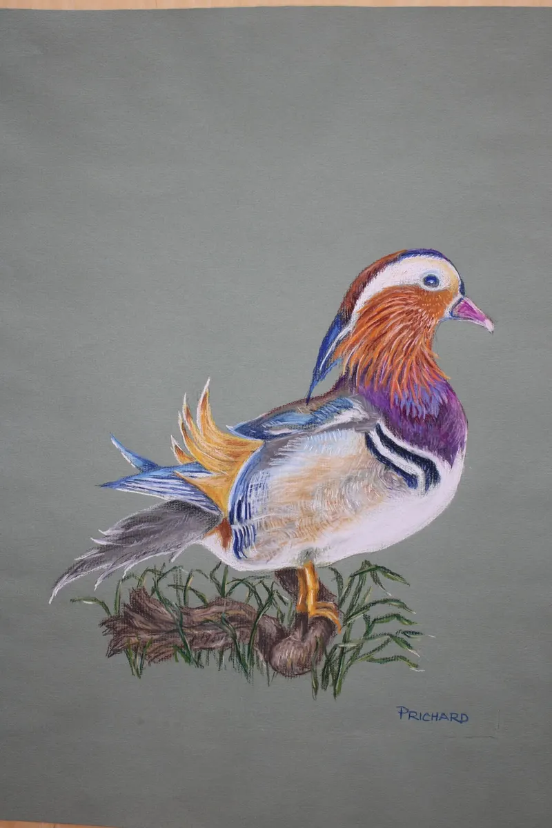 Mandarin Duck, soft pastel