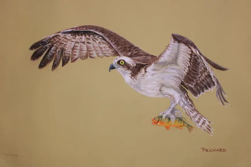 Osprey Lunch, soft pastel