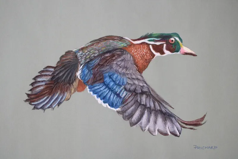 Wood Duck Flight, soft pastel