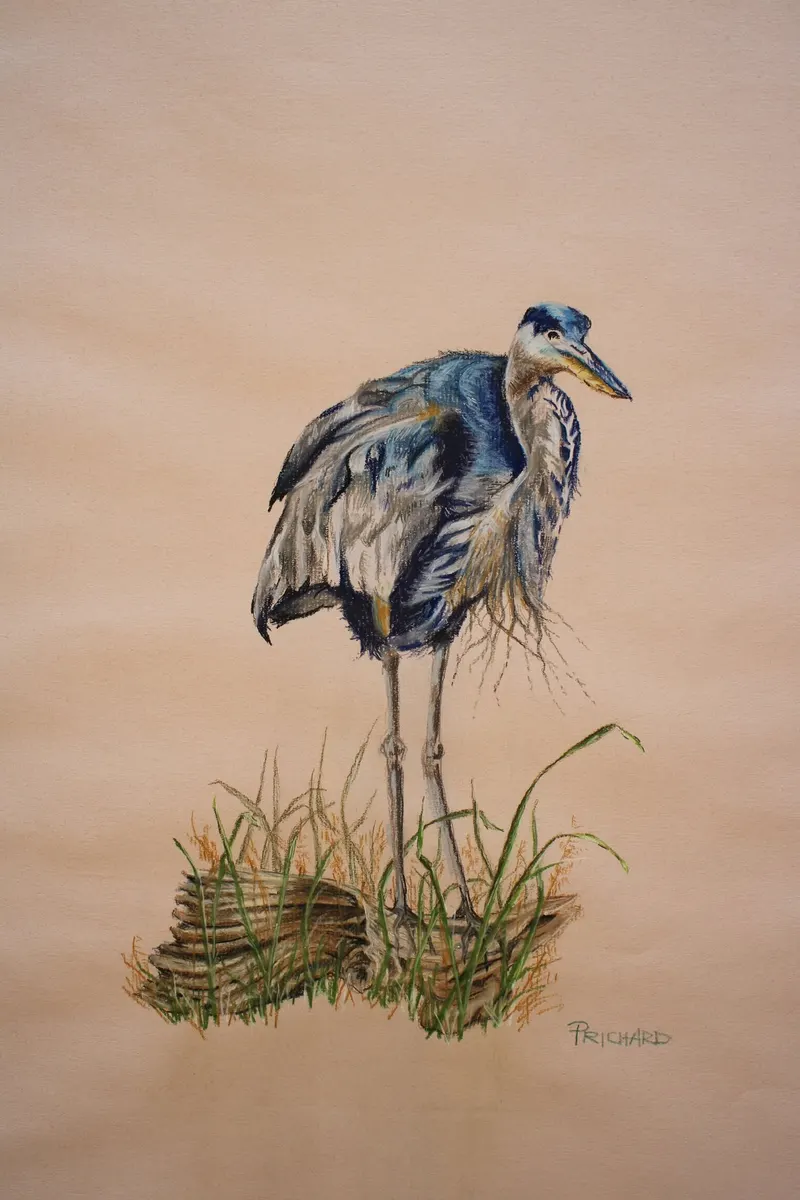 Blue Heron on Log, soft pastel
